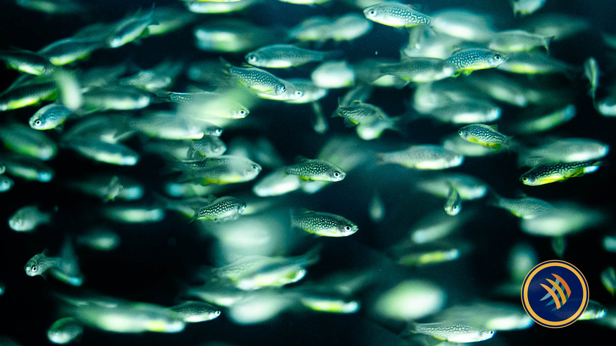 Galaxy Rasbora (Celestial Pearl Danio) CPD | Tetras Rasboras & Pencilfish | Largest Tropical Fish Selection at Your Local Fish Store