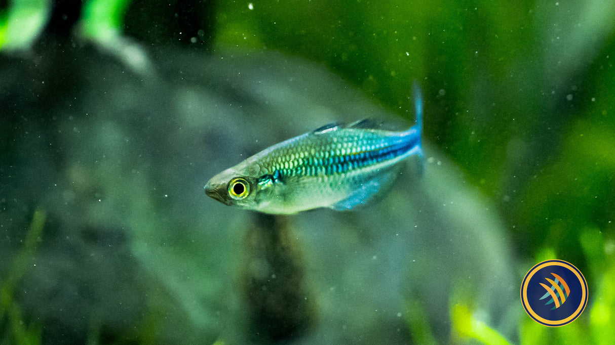 Lake Kutubu Rainbow Fish 7-8cm | Rainbowfish Killifish & Danios | Largest Tropical Fish Selection at Your Local Fish Store