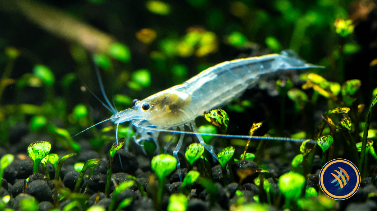 Snow White Amano Shrimp (Caridina multidentata) 2-2.5cm | Snails Shrimp Crayfish Crabs | Largest Tropical Fish Selection at Your Local Fish Store