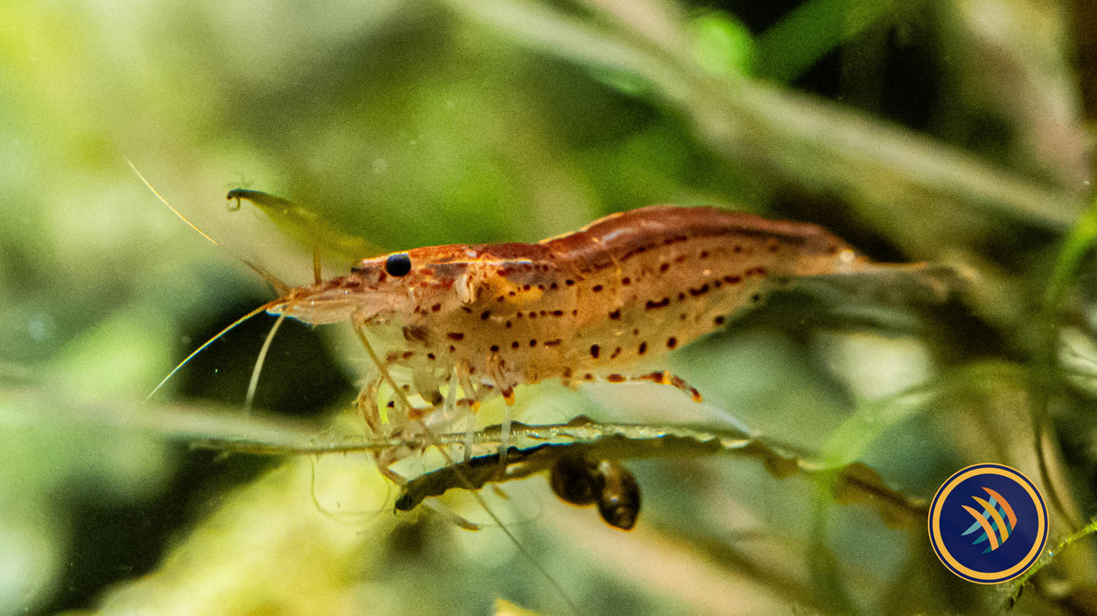 Sun Orange Amano Shrimp (Caridina multidentata) 2.5cm | Snails Shrimp Crayfish Crabs | Largest Tropical Fish Selection at Your Local Fish Store