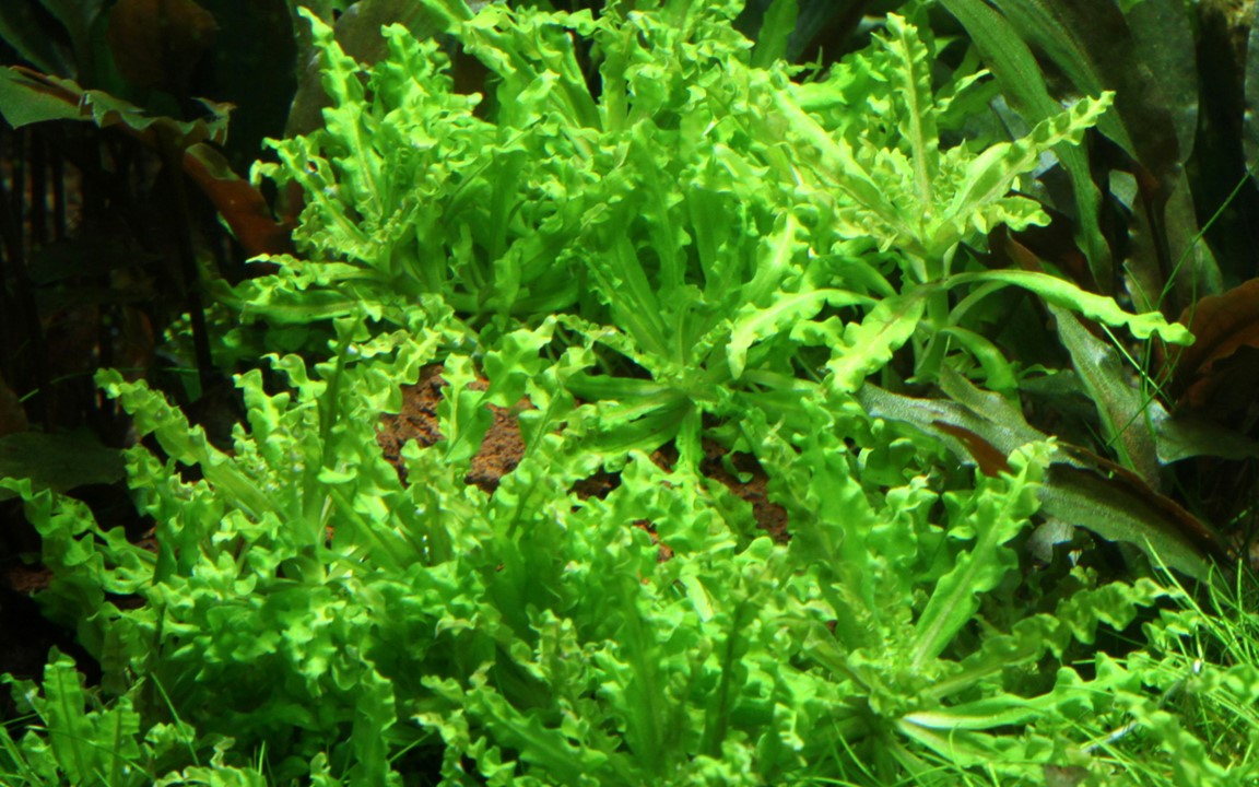 Pogostemon helferi on Lava Rock 053H YLS | Potted Plants | Largest Tropical Fish Selection at Your Local Fish Store