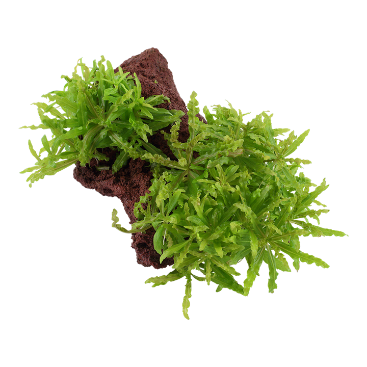 Pogostemon helferi on Lava Rock 053H YLS | Potted Plants | Largest Tropical Fish Selection at Your Local Fish Store