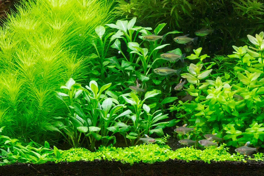 Lobelia cardinalis 053C PCS | Potted Plants | Largest Tropical Fish Selection at Your Local Fish Store