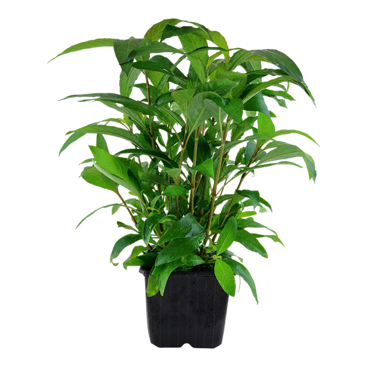 Hygrophila corymbosa 'Stricta' " Siammensis" 053A XL Mother Plant | Potted Plants | Largest Tropical Fish Selection at Your Local Fish Store