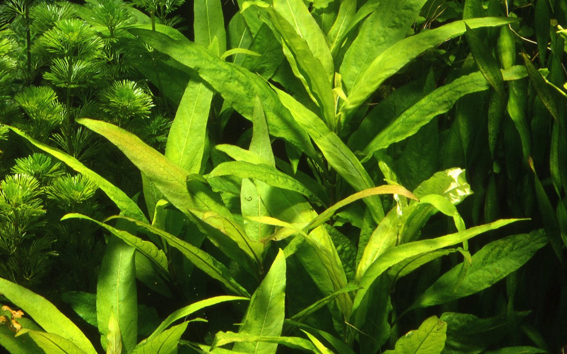 Hygrophila corymbosa 'Stricta' " Siammensis" 053A XL Mother Plant | Potted Plants | Largest Tropical Fish Selection at Your Local Fish Store