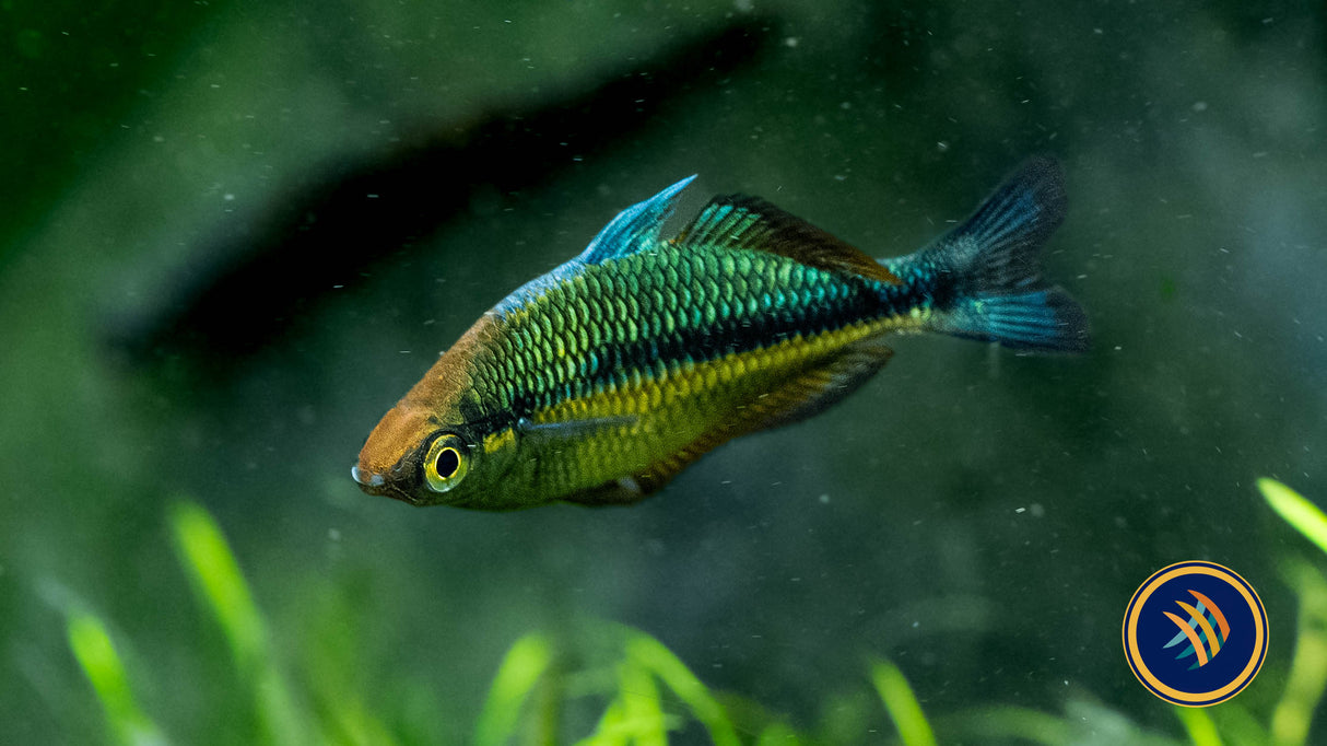 Lake Kutubu Rainbow Fish 7-8cm | Rainbowfish Killifish & Danios | Largest Tropical Fish Selection at Your Local Fish Store