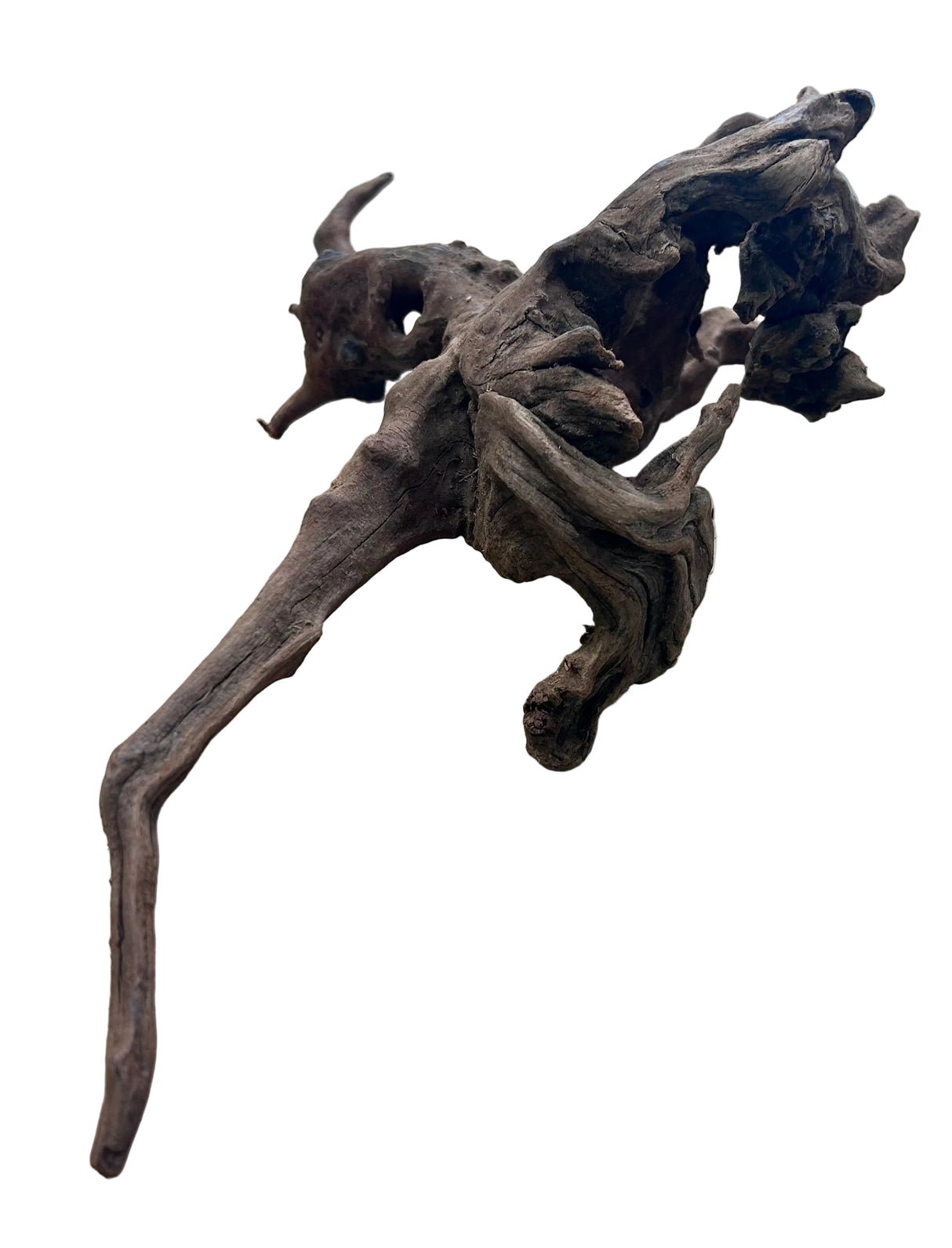 Malaysian Mangrove Sinking Driftwood