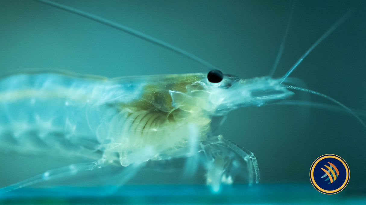 Snow White Amano Shrimp (Caridina multidentata) 2-2.5cm | Snails Shrimp Crayfish Crabs | Largest Tropical Fish Selection at Your Local Fish Store