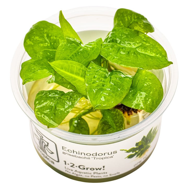 Echinodorus grisebachii 'Tropica' 071E TC | Tissue Cultures | Largest Tropical Fish Selection at Your Local Fish Store
