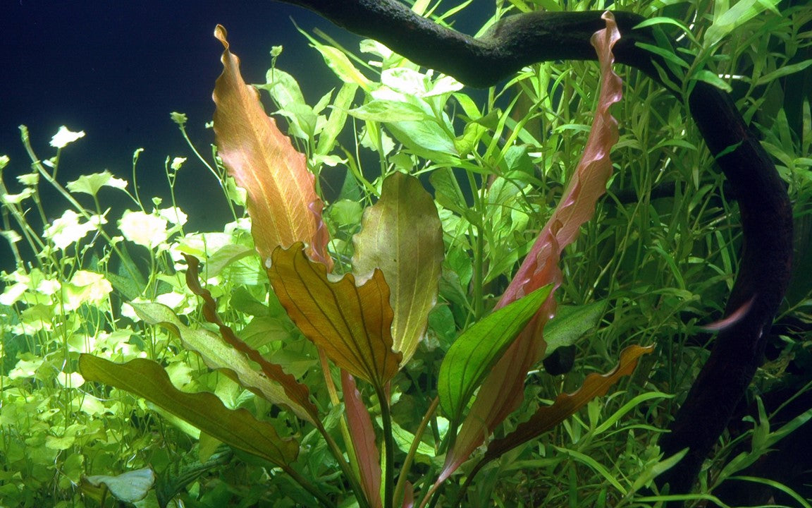 Echinodorus 'Rosé' 072B XL Mother Plant | Potted Plants | Largest Tropical Fish Selection at Your Local Fish Store