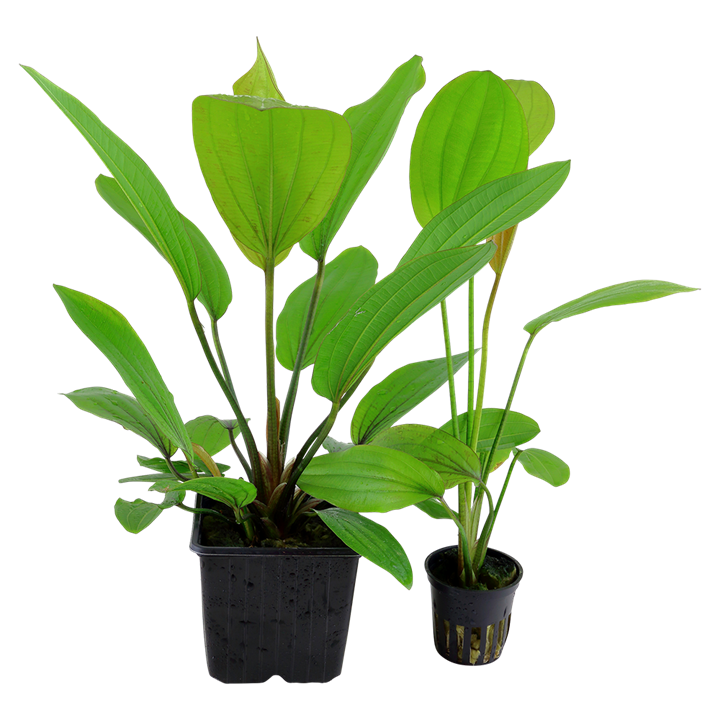 Echinodorus 'Rosé' 072B XL Mother Plant | Potted Plants | Largest Tropical Fish Selection at Your Local Fish Store