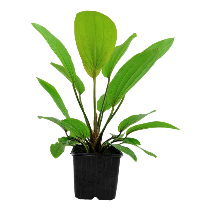 Echinodorus 'Rosé' 072B XL Mother Plant | Potted Plants | Largest Tropical Fish Selection at Your Local Fish Store