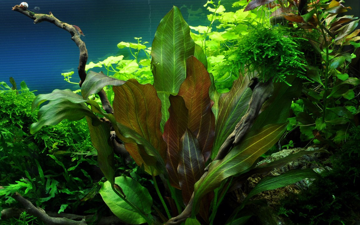 Echinodorus 'Reni' 072D PCS | Potted Plants | Largest Tropical Fish Selection at Your Local Fish Store