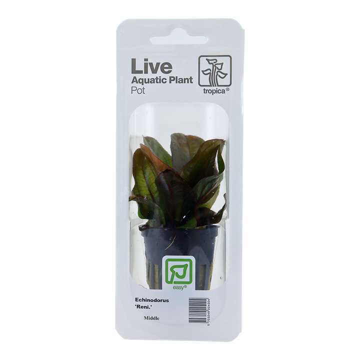Echinodorus 'Reni' 072D PCS | Potted Plants | Largest Tropical Fish Selection at Your Local Fish Store