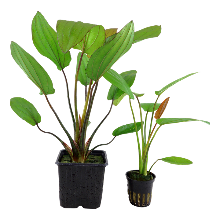 Echinodorus 'Barthii' 072A XL Mother Plant | Potted Plants | Largest Tropical Fish Selection at Your Local Fish Store