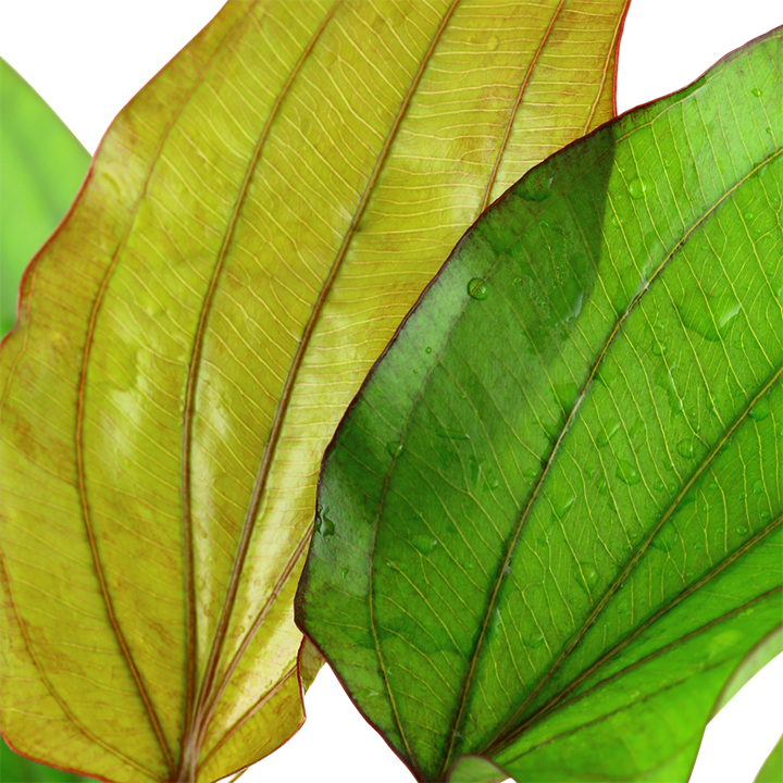 Echinodorus 'Barthii' 072A XL Mother Plant | Potted Plants | Largest Tropical Fish Selection at Your Local Fish Store