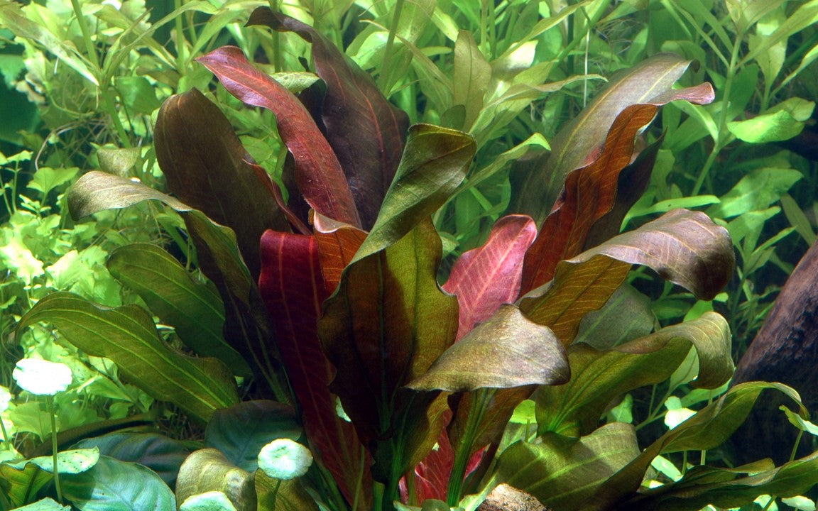 Echinodorus 'Barthii' 072A XL Mother Plant | Potted Plants | Largest Tropical Fish Selection at Your Local Fish Store
