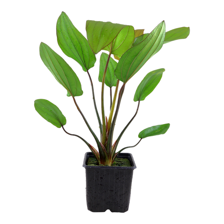 Echinodorus 'Barthii' 072A XL Mother Plant | Potted Plants | Largest Tropical Fish Selection at Your Local Fish Store