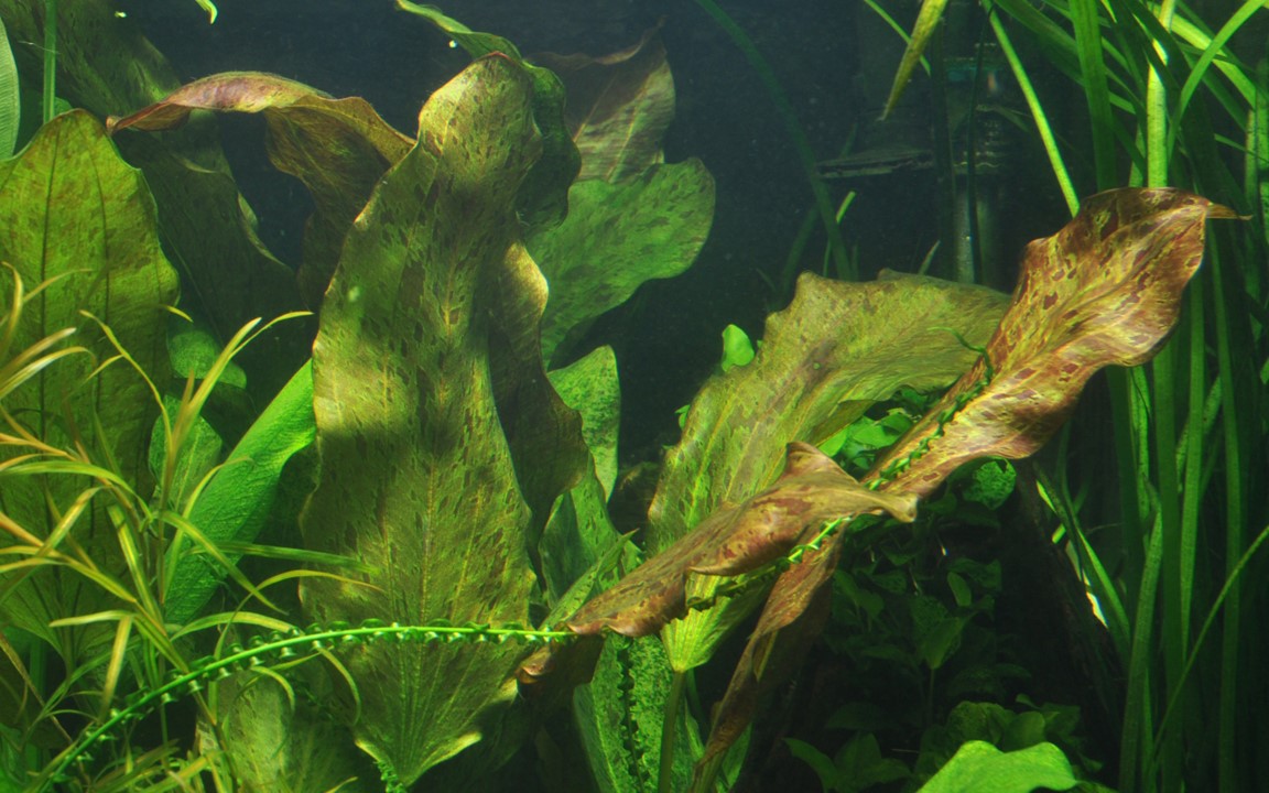 Echinodorus 'Ozelot' 073F XL Mother Plant | Potted Plants | Largest Tropical Fish Selection at Your Local Fish Store