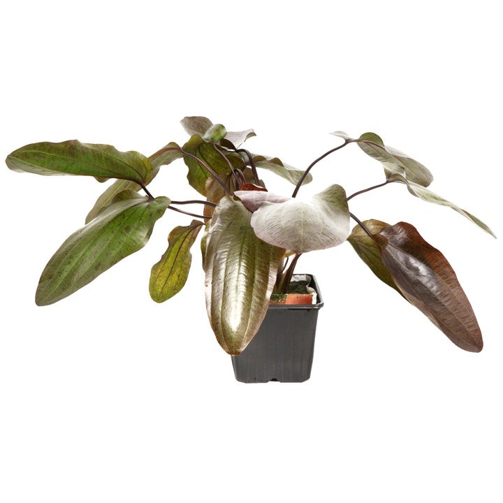 Echinodorus 'Ozelot' 073F XL Mother Plant | Potted Plants | Largest Tropical Fish Selection at Your Local Fish Store