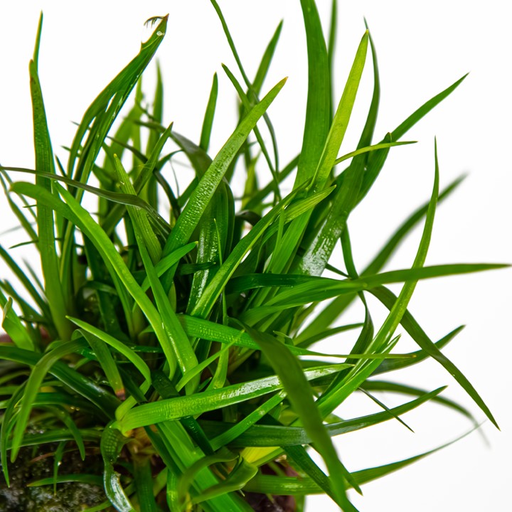 Eriocaulon 'Vietnam' potted 091A | Potted Plants | Largest Tropical Fish Selection at Your Local Fish Store