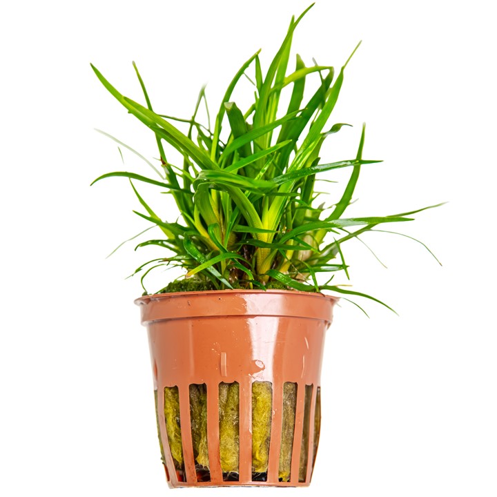 Eriocaulon 'Vietnam' potted 091A | Potted Plants | Largest Tropical Fish Selection at Your Local Fish Store