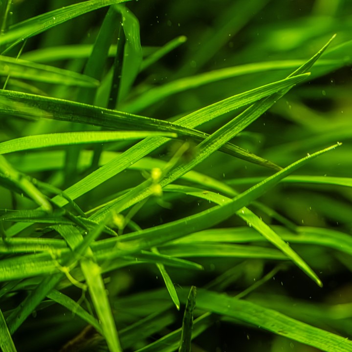 Eriocaulon 'Vietnam' potted 091A | Potted Plants | Largest Tropical Fish Selection at Your Local Fish Store