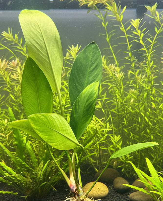 Anubias congensis Potted - WP019 | Potted Plants | Largest Tropical Fish Selection at Your Local Fish Store