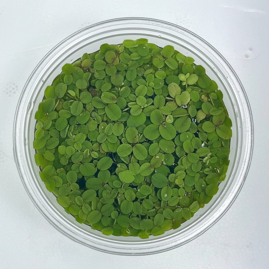 Salvinia auriculata Tissue Culture