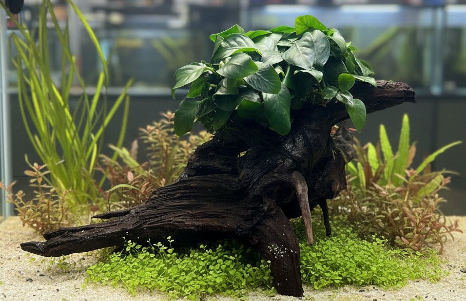 Anubias barteri var. nana on Medium wood