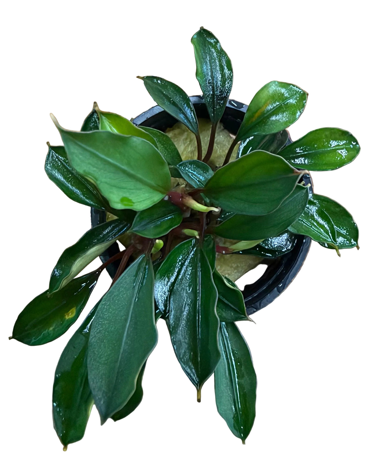 Bucephalandra Deep Blue - Potted - WP1705
