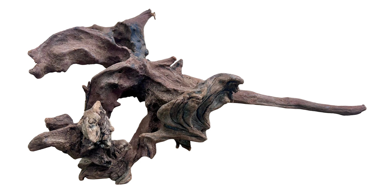 Malaysian Mangrove Sinking Driftwood