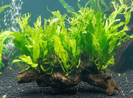 Microsorum pteropus'Windelov'on 10cm wood