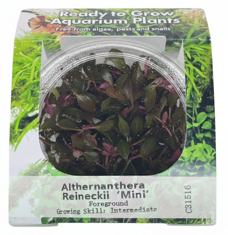 Alternanthera reineckii 'Mini' Tissue Culture - C31516 | Tissue Cultures | Largest Tropical Fish Selection at Your Local Fish Store