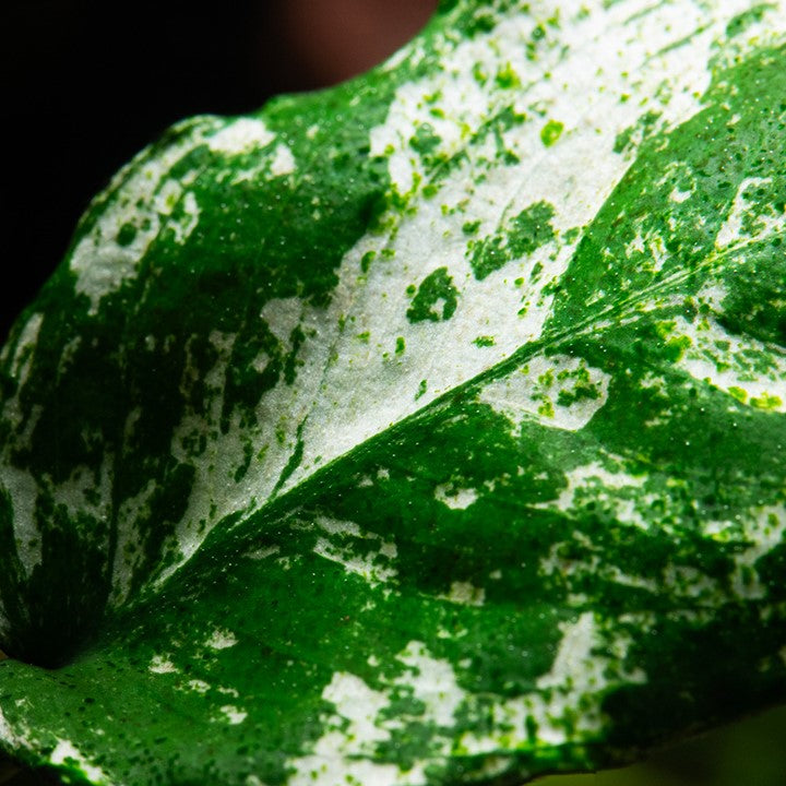 Anubias barteri var. nana ’Pinto’ 101E | Potted Plants | Largest Tropical Fish Selection at Your Local Fish Store