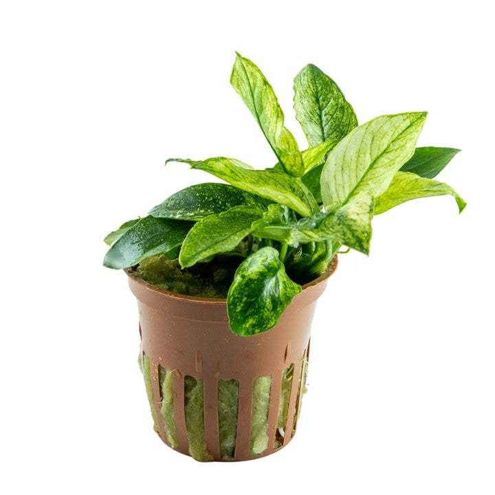 Anubias barteri var. nana ’Pinto’ 101E | Potted Plants | Largest Tropical Fish Selection at Your Local Fish Store