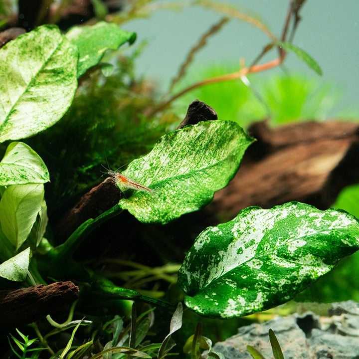 Anubias barteri var. nana ’Pinto’ 101E | Potted Plants | Largest Tropical Fish Selection at Your Local Fish Store