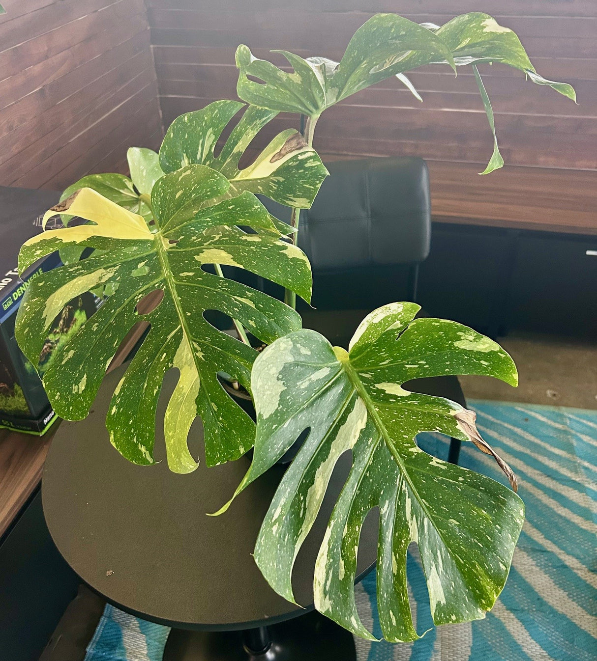 W.Y.S.I.W.Y.G. 106 Monstera deliciosa Thai constellation Large | Potted Plants | Largest Tropical Fish Selection at Your Local Fish Store