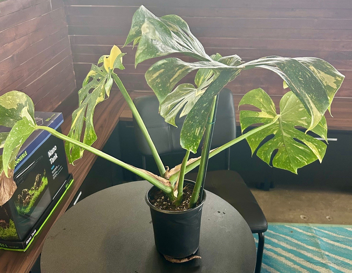 W.Y.S.I.W.Y.G. 106 Monstera deliciosa Thai constellation Large | Potted Plants | Largest Tropical Fish Selection at Your Local Fish Store