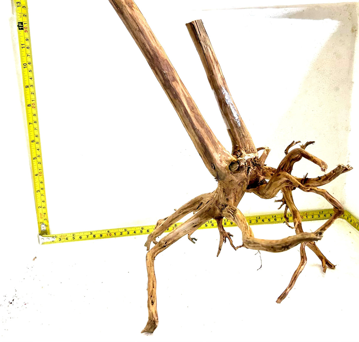 Red Moor Spider Driftwood | Substrates & Hardscape | Largest Tropical Fish Selection at Your Local Fish Store