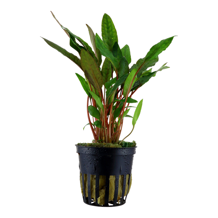 Cryptocoryne beckettii 'Petchii' 108A PCS | Potted Plants | Largest Tropical Fish Selection at Your Local Fish Store