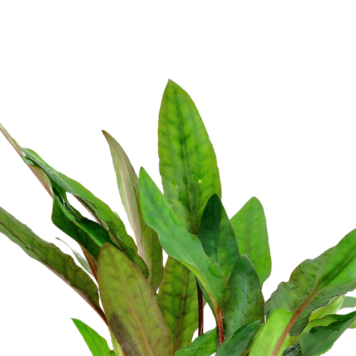 Cryptocoryne beckettii 'Petchii' 108A PCS | Potted Plants | Largest Tropical Fish Selection at Your Local Fish Store