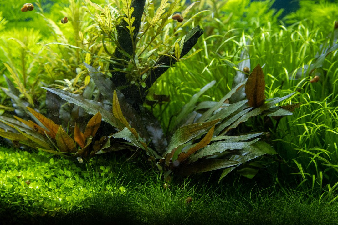 Cryptocoryne beckettii 'Petchii' 108A PCS | Potted Plants | Largest Tropical Fish Selection at Your Local Fish Store