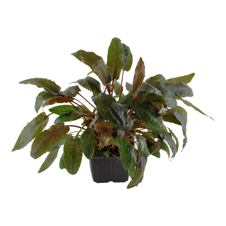 Cryptocoryne wendtii 'Tropica' 109E XL Mother Plant | Potted Plants | Largest Tropical Fish Selection at Your Local Fish Store