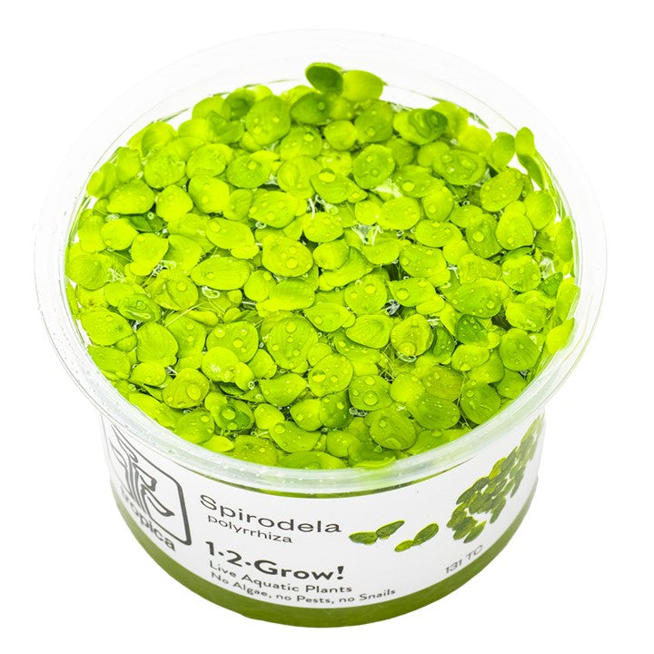 Spirodela polyrrhiza 131 TC | Tissue Cultures | Largest Tropical Fish Selection at Your Local Fish Store