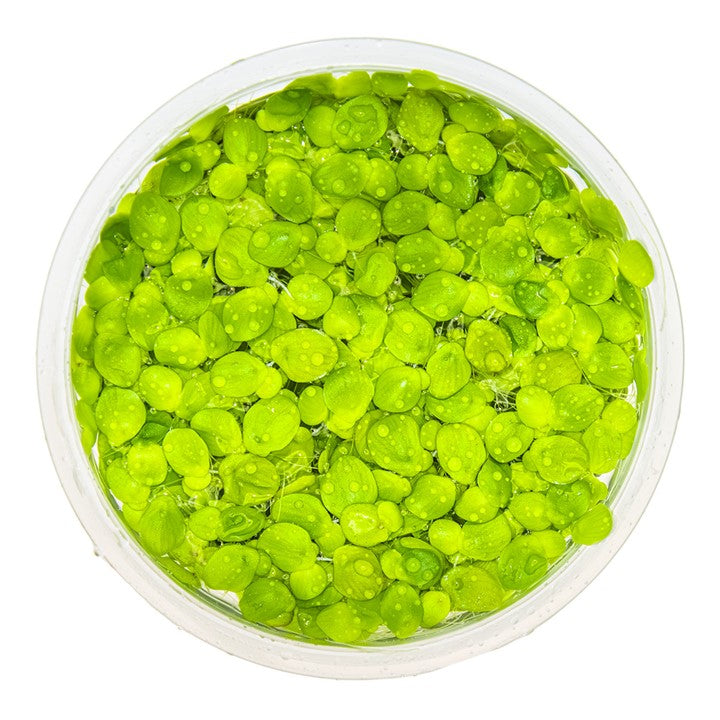 Spirodela polyrrhiza 131 TC | Tissue Cultures | Largest Tropical Fish Selection at Your Local Fish Store
