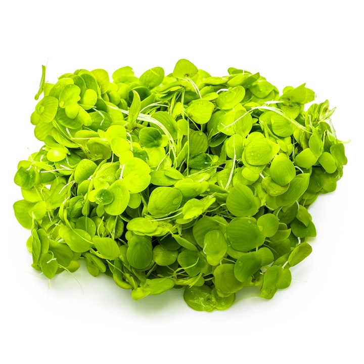 Spirodela polyrrhiza 131 TC | Tissue Cultures | Largest Tropical Fish Selection at Your Local Fish Store