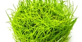 Eleocharis acicularis 1-2-Grow 133 TC | Tissue Cultures | Largest Tropical Fish Selection at Your Local Fish Store
