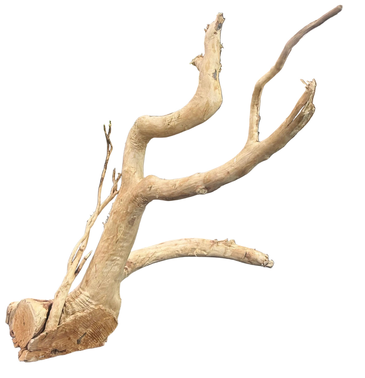 Large Piece of Spiderwood