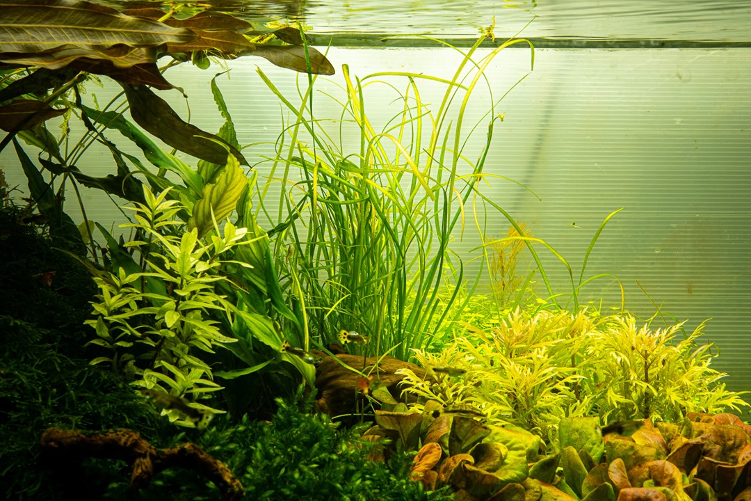 Sagittaria subulata 'Needle Leaf' 144 TC | Tissue Cultures | Largest Tropical Fish Selection at Your Local Fish Store